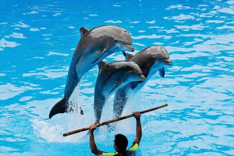 Sealanya Dolphinpark: Yunuslar ve Foklarla Dans